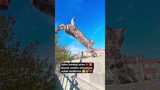 bu ne diyor 😭 kedim😭😻 #keşfetedüş #sokak #kitten #kitch #catvideos #cats #love #funny #kidssongs