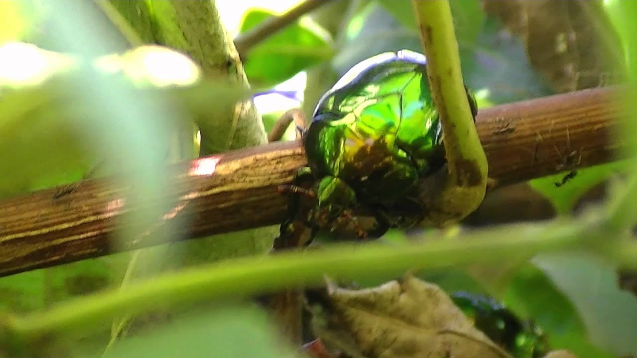 Cetonia Green Beetle : Cetoniinae Species - Besouro verde Florianópolis