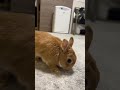 【Power💪】音がもう痛い(イヤホン推奨)😇#How manyboogie #うさぎ #rabbit #bunny