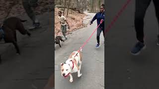 Xl Bully Extreme Workout: DDK9 vs Razor Edge
