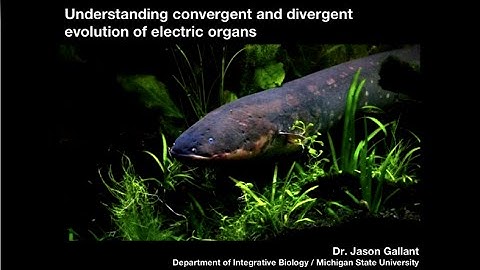 Understanding Convergent and Divergent Evolution of Electric Organs