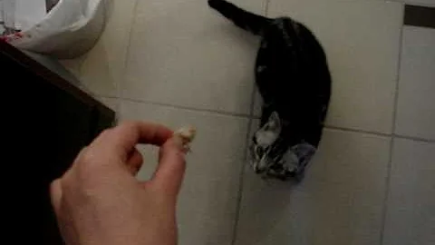 Watch the video about American shorthair kitty - eating snacks2