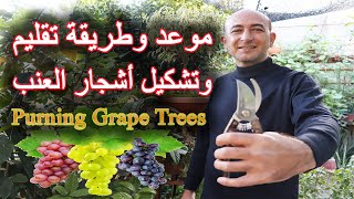 موعد و طريقة تقليم و تهيئة اشجار العنب الصغيرة للإثمار, When and How Pruning Small Grape Trees