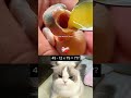 Even the Cat Couldn’t Solve It 😂 #cat #funnycat #funny #catmeme #duet #catreaction #cute #catshorts
