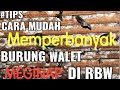 Cara Jitu Memperbayak Burung Walet Menginap di RBW & Menghasilkan sarang yang Berkelas