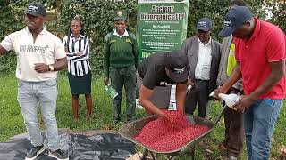 part 2 if the inoculation of Bioprop FHB Biofertilizer