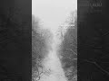 Frozen trees. Silent skies. A forest caught between life and winter. #snowforest #droneshot