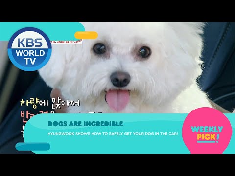 Weekly <strong>Pick</strong> [Stars&amp;#39; Top <strong>Recipe</strong> at Fun-Staurant / Boss in the Mirror / Dogs Are Incredible]
