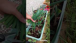 ഉള്ളി ഇല വിളവെടുപ്പ് #vegetables #onion #stem @mariyaeldhose1276