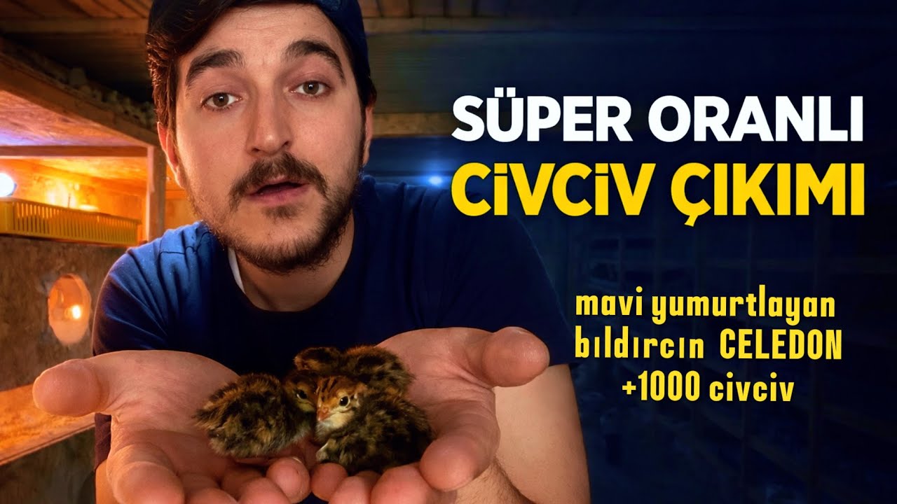 %90 Verimli Çıkım Aldım! Anaç Kümesinin Yeni Hali ve Un Kurdu