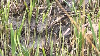 Jack Snipe