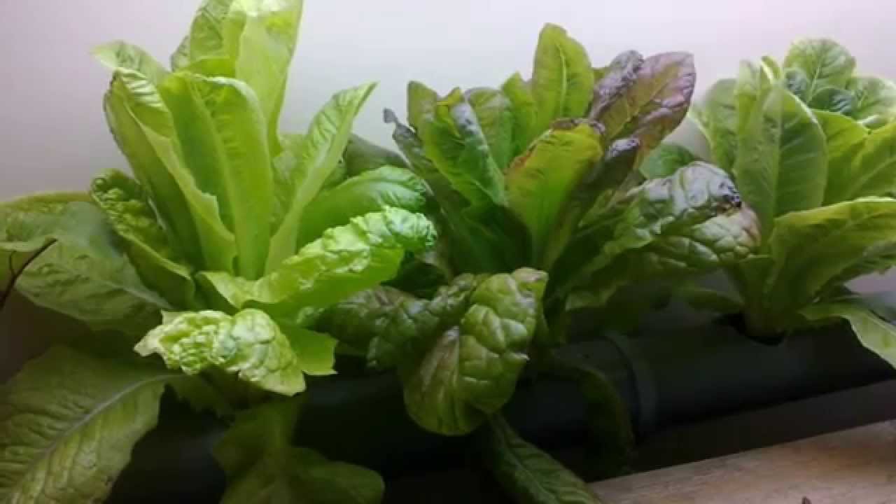 Hydroponic lettuce experiment conclusions YouTube