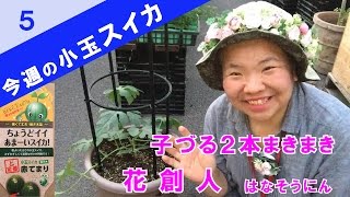 プランターで作る小玉スイカ空中栽培05ベランダでも簡単あんどん仕立て／子づる２本をまきまきします