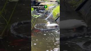 She’s not complaining though🦆✅ #Ducks #Pets #Animals #Shorts