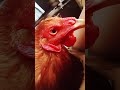 Makulit kong manok #manok #manokan #manoknapula #rooster