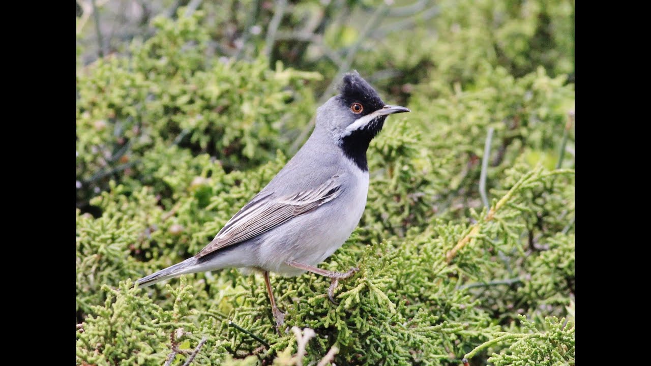 Rüppell's warbler - Sylvia rueppelli - Αιγαιοτσιροβάκος - Cyprus 