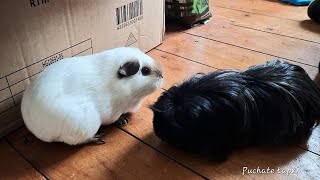 Guinea Pigs in a new home......