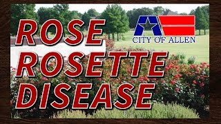 Rose Rosette Disease In Allen