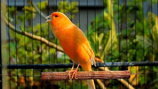 Powerful Canario Belga Training Sound – 1 Hour Canario Cantando Without Break screenshot 4