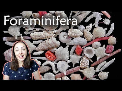 Video: Da li foraminifera ima jezgro?