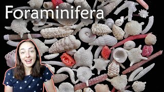 Foraminifera (Forams)- Invertebrate Paleontology | GEO GIRL