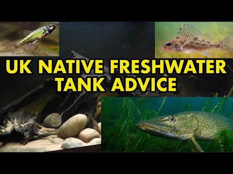 Native Freshwater Fish Aquarium Advice UK