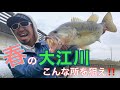 イヨケンが狙う、春の大江川ビックバス！！