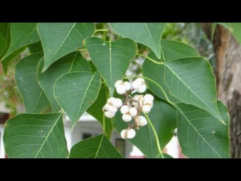 ვიდეო: საპნის ხე - საპინდუსი