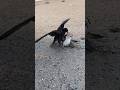 Black 🦅peregrine Falcon Fighting the Hubara Bird 🦃 #youtube #birds #harehunting #falconry #nature 🦅
