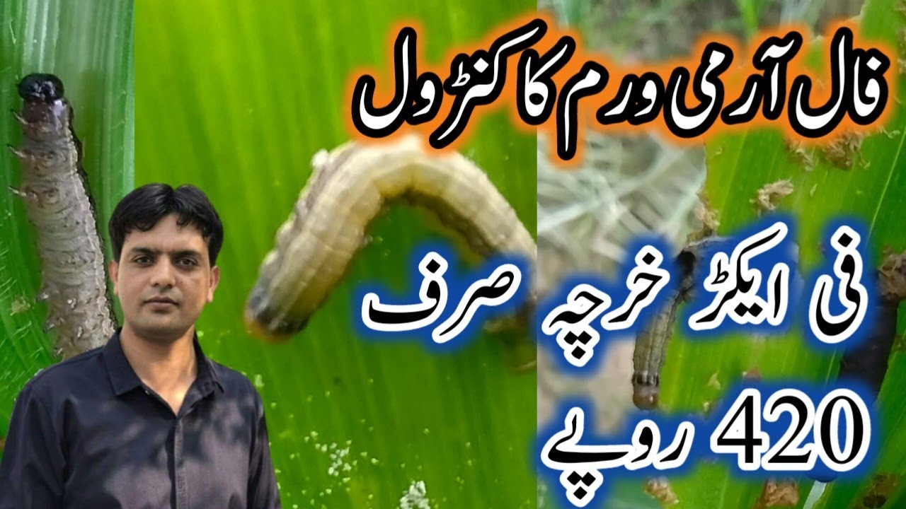 Control of Fall Army worm Cheapest spray for fall armyworm in maize