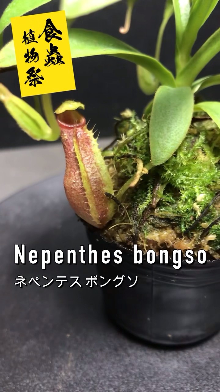 I won a rare Nepenthes in the carnivorous plant lottery