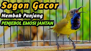 PANCINGAN SOGON GACOR NGKLEPER, SUARA BURUNG SOGON BIKIN NGAMUK SOGON TROTOL METALIK EMOSI #93