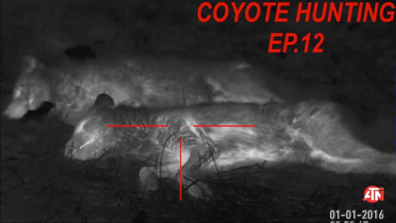 Coyote Hunting THERMAL IMAGING Season 3 Ep. 6 YouTube