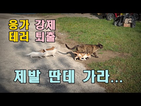 길냥_ 얼라들이동,흰발이 밤톨이 지들끼리 싸움