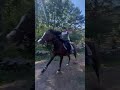 #horse 💙🤍💙