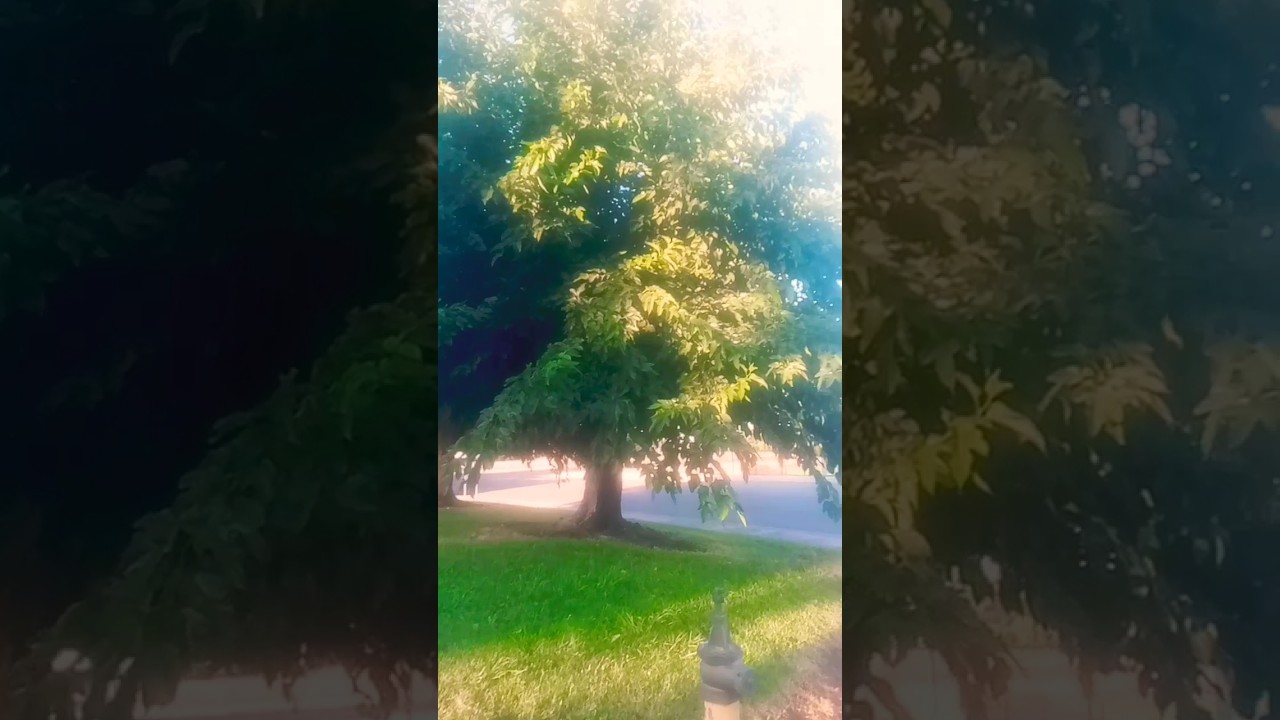 Big beautiful maple tree 🍁 