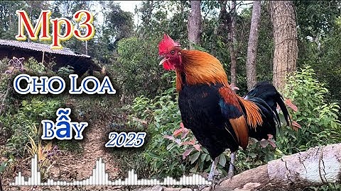 Tiếng gà rừng gáy chuẩn 💯 2025 ✔️|| Suab lau qaib qus qua zoo tiag tiag ✔♥