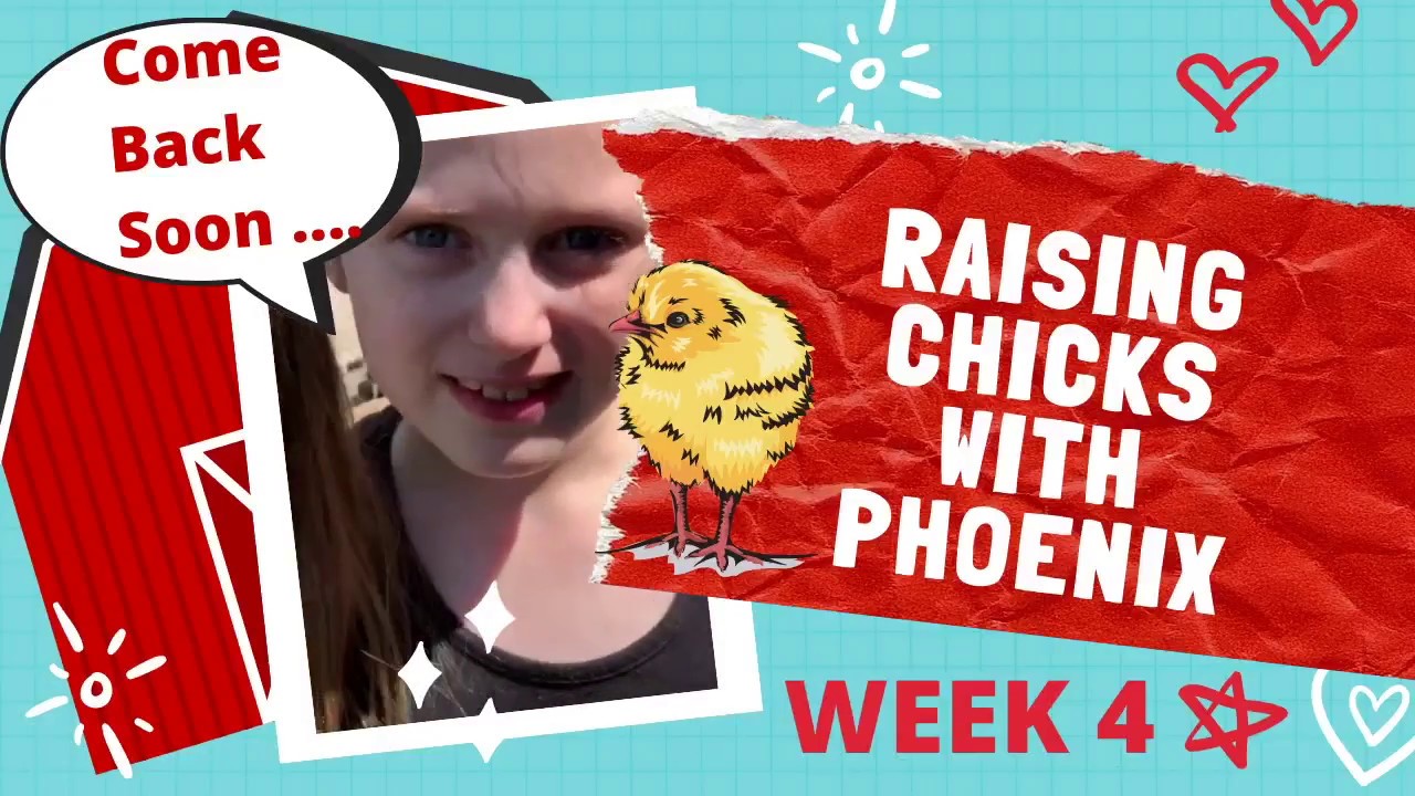 Phoenix Raises Chicks - Week 4