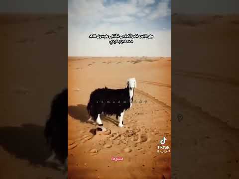 تكلم الماعز مع النبي صلى الله عليه وسلم