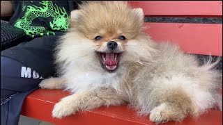 видео: ВЛОГ! НАПАЛА собака,ПЕРВАЯ ПРОГУЛКА С ЩЕНКОМ! картинка: ВЛОГ! НАПАЛА собака,ПЕРВАЯ ПРОГУЛКА С ЩЕНКОМ!