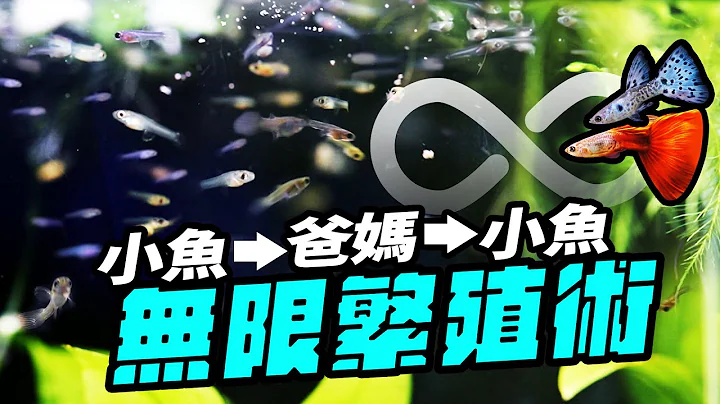 小魚要怎麼養才能長得又快又好？孔雀魚竟然會變性！！ Fast Growth! Fish Fry Breed Infinite Loop! - 天天要聞