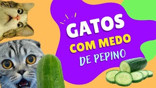 Gato Vs Pepino - Pets Funny