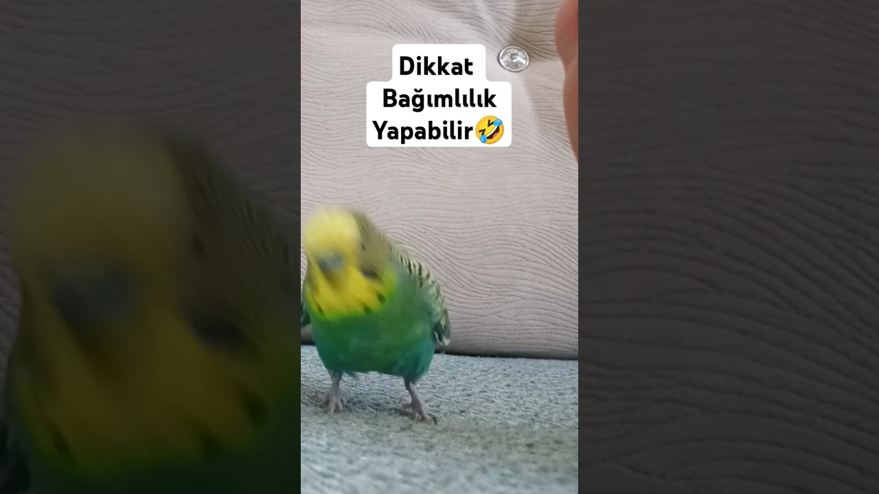 Bu Videodan Sonra Hemen Bir Muhabbet kuşu Almak isteyebilirsiniz 😊🎉 #muhabbetkuşufıstık #birds