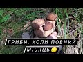 Нарешті! КИНУЛИСЬ ГРИБИ В ПОВНИЙ МІСЯЦЬ!!! МИ ЗРАЗУ В ЛІС🌲. Чи ростуть ГРИБИ В ПОВНИЙ МІСЯЦЬ?