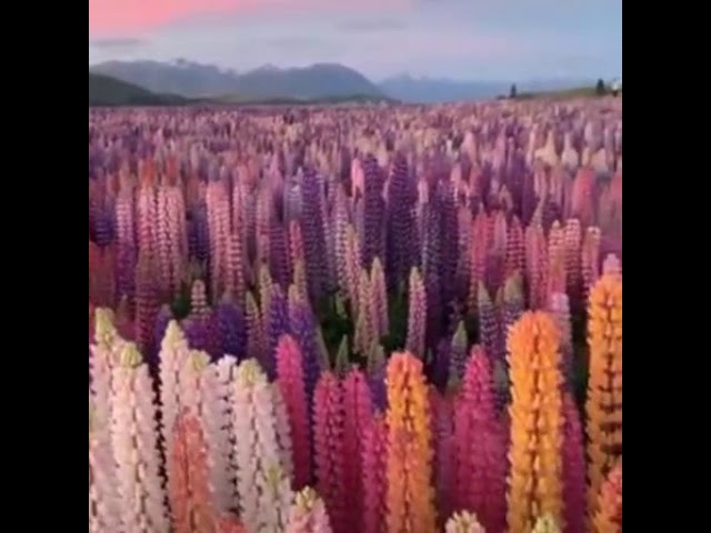 Lupine fields of Lupines: How