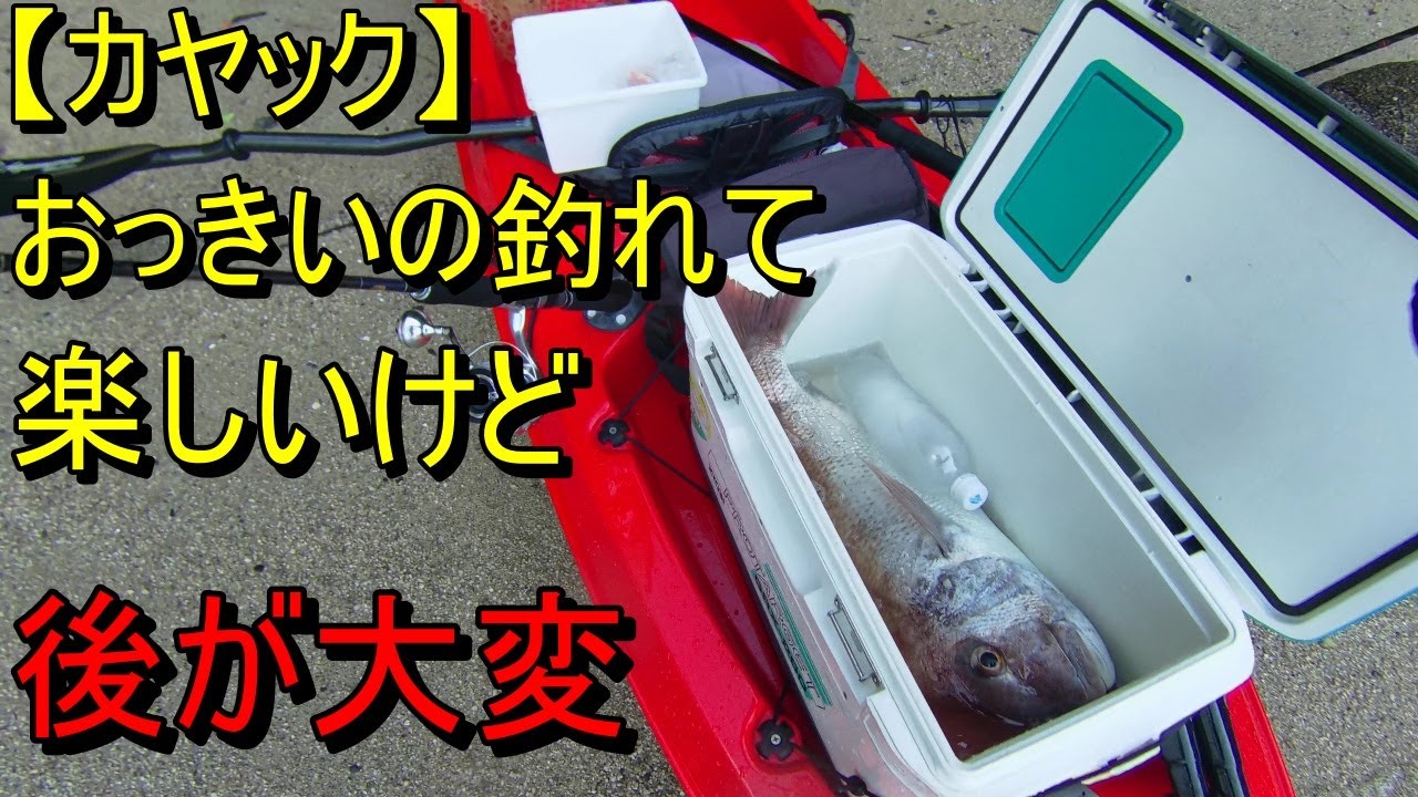 【釣行No43】クーラーにも入れにくい大物がきた時はこの方法が安全です！！