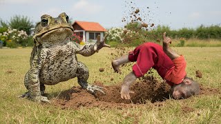 Download Lagu Monkey Bon Curious Digs a Mysterious Hole – unlooked for It’s the Toad’s Home! MP3