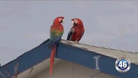 02/02/2018 Heidi Fleiss Birds