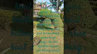 Tanaman Bunga Melati Jepang  Bunga Kecil Warna Putih Daun Hijau  Aroma Wangi  Akar Bercabang