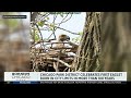 Chicago Park District holding contest to name newly hatched eaglet